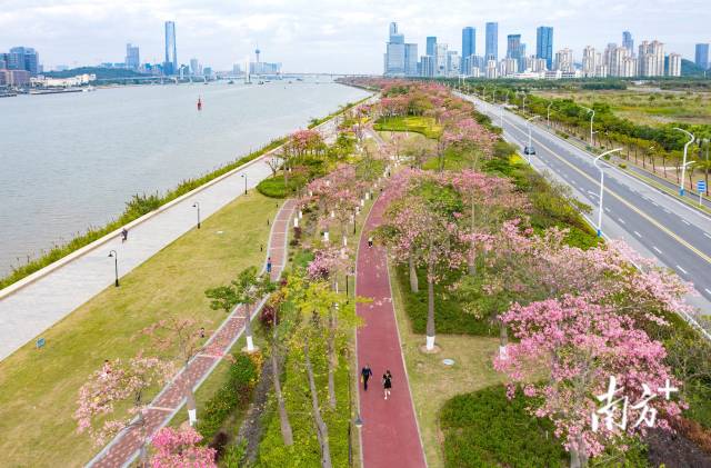 横琴花海长廊延绵十余里，被各类花卉装点成粉色浪漫海洋。 图源：南方日报