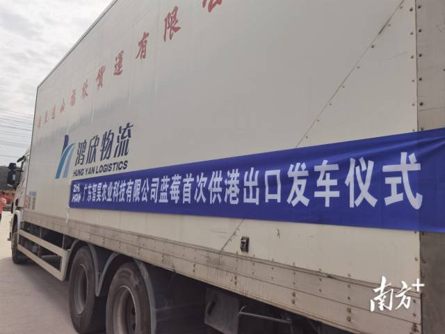 里水智昊蓝莓将首次实现蓝莓出口到香港。李慧君 摄
