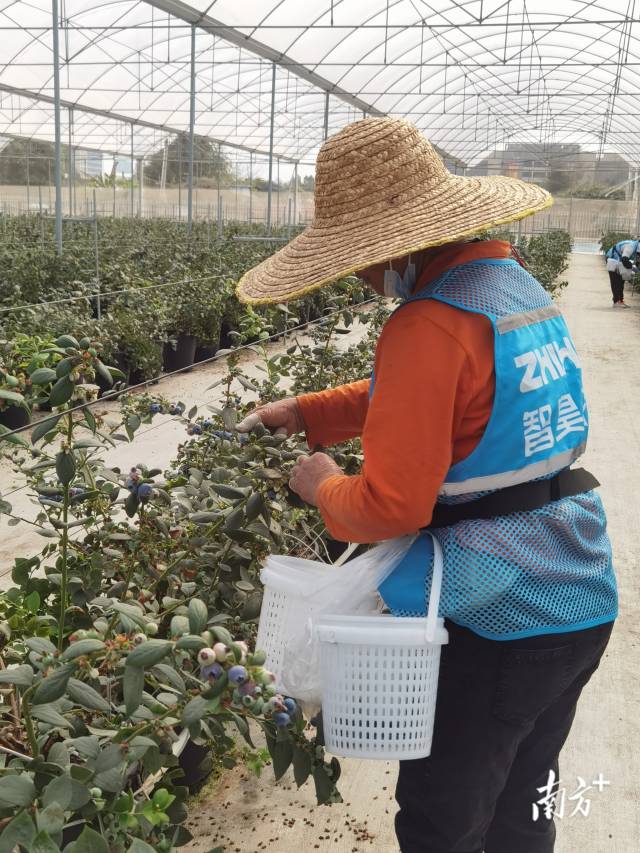 工人在现场采摘。李慧君 摄