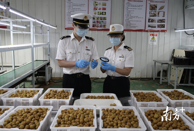 佛山海关关员对出口龙眼进行监管。
