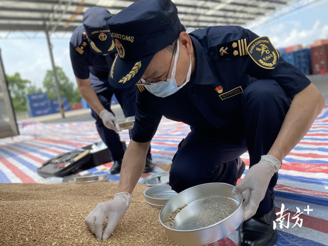 佛山海关关员对进口粮食进行现场监管。
