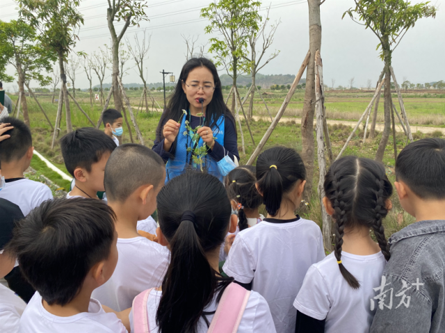 广东中山翠亨国家湿地公园植物导赏活动。