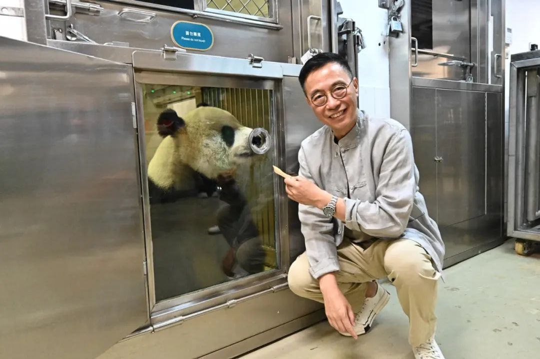 赠港大熊猫已完成隔离