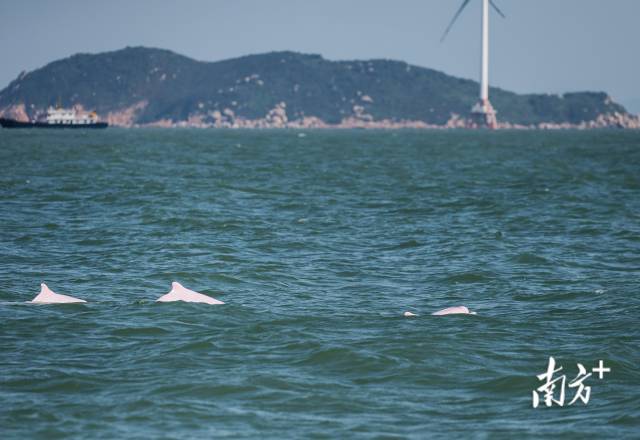 2024年11月7日，伶仃洋桂山岛附近海域，三头成年白海豚同时浮出水面。