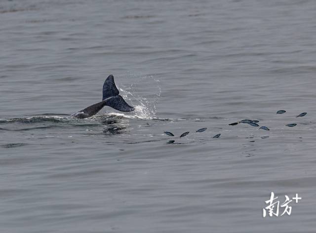 2024年3月31日，湛江雷州湾，一头中华白海豚正在捕食，被惊起的鱼儿四处逃窜。