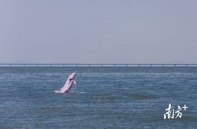 2018年8月7日，珠江口伶仃洋海域，一头成年中华白海豚突然跃出海面，后面是即将通车的港珠澳大桥。