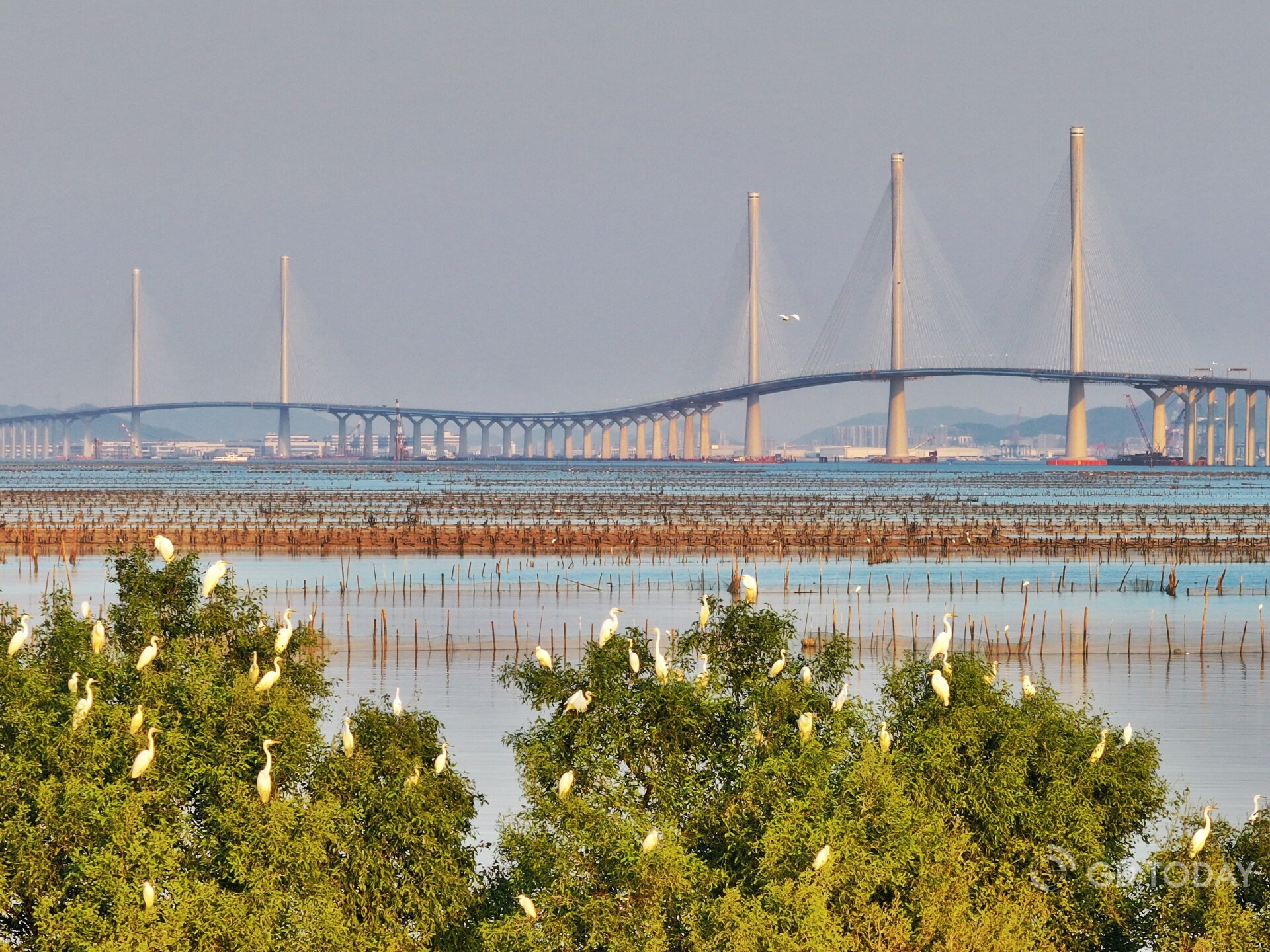 By the seaside, flocks of egrets share the spotlight with the majestic bridge under the winter sun. 