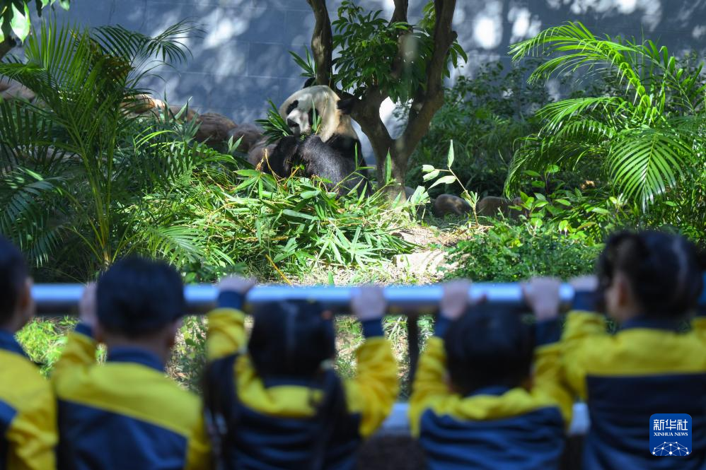 11月29日，澳门幼儿园学生在澳门石排湾郊野公园大熊猫馆观看大熊猫。
