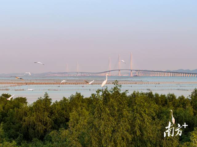 黄茅海跨海通道江门一侧，鹭鸟成群结对在此嬉戏，与远处的大桥相映成趣 。
