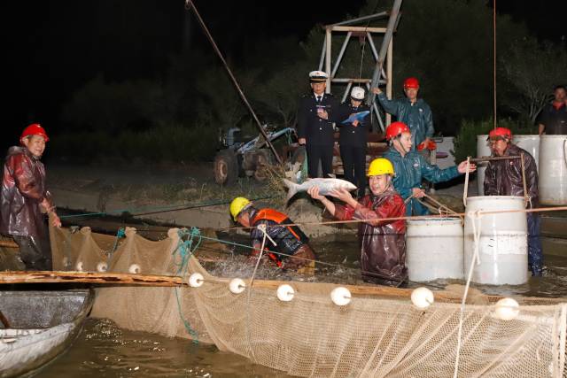 海关关员对供澳活鱼进行属地查检。通讯员 黄妙双 摄