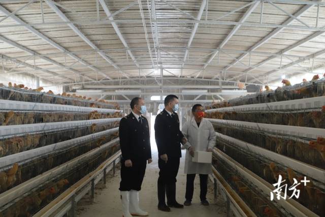 江门海关关员到供澳冰鲜禽养殖企业调研。