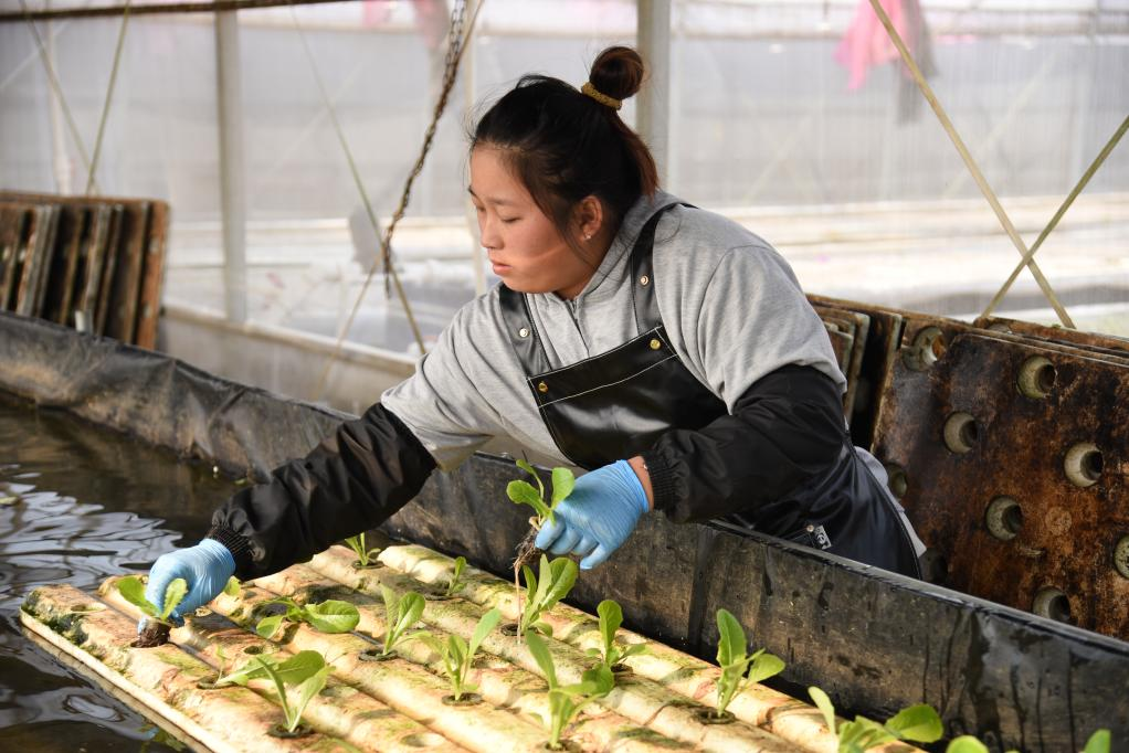  11月28日，在孙振鸿的农场里，一名工人正在种植有机蔬菜。新华社记者 洪泽华 摄