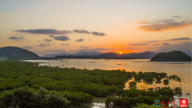 广东恩平镇海湾红树林省重要湿地（通讯员供图）