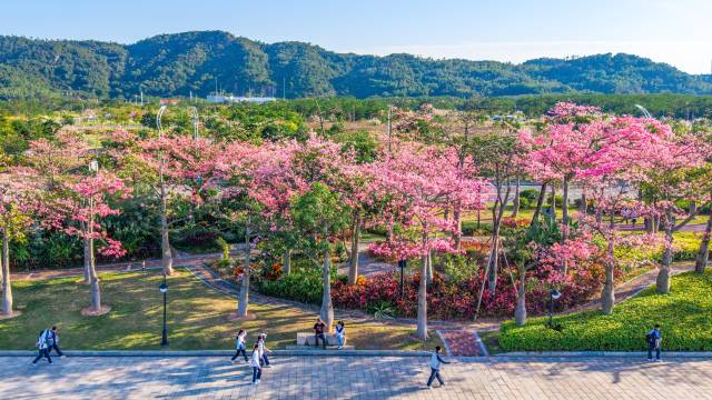 张国基：规划新增4条联澳通道，推出琴澳交通“一卡通”