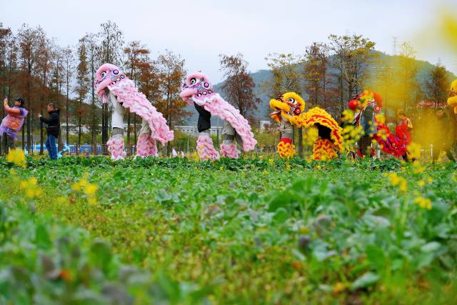 珠中江三市首次联合打造珠西都市圈城乡统筹高质量发展先行区乡村旅游风情带
