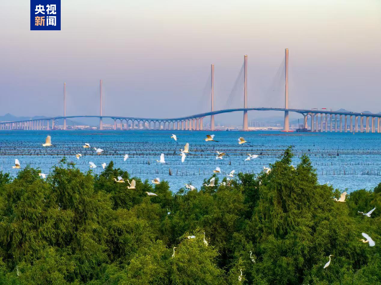 黄茅海跨海通道
