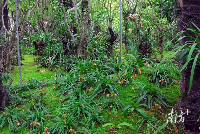 深圳市兰科中心植物园