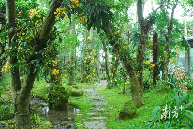 深圳市兰科中心植物园
