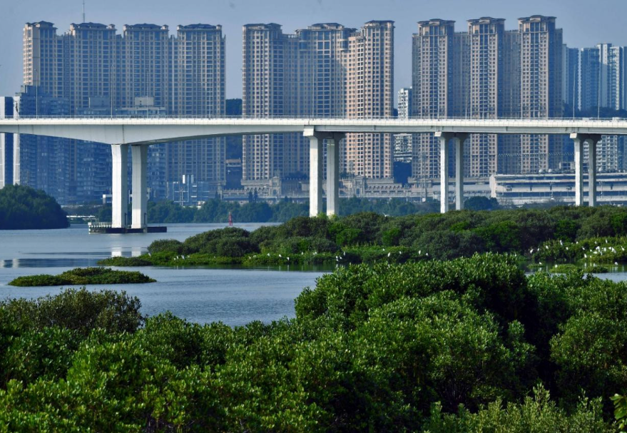 澳门路氹居住区附近的大片红树林。《澳门红树林》黄明辉(澳门)摄　　图片来源：灵动湾区——生物多样性摄影展
