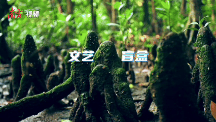 外伶仃岛
