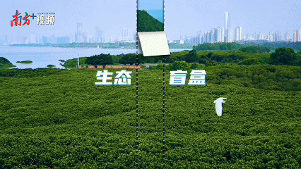 内伶仃岛