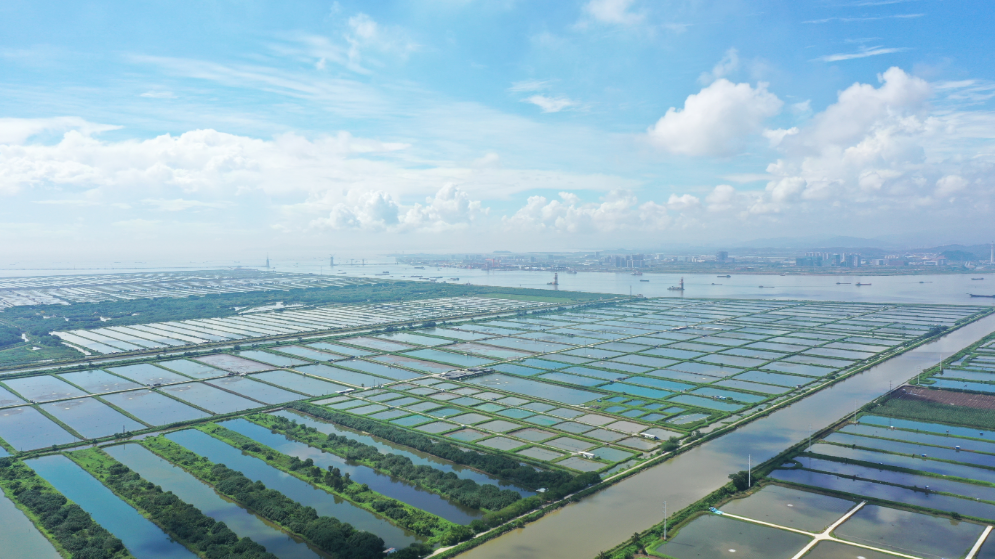 珠江口的蓝色粮仓，重新定义中国鲜味