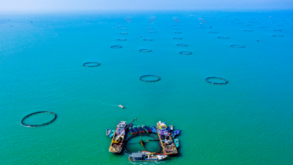 广东人如何实现海鲜自由？答案藏在这片海里