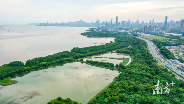紧挨着城市CBD的福田红树林国家级自然?；で? routedintoapp=