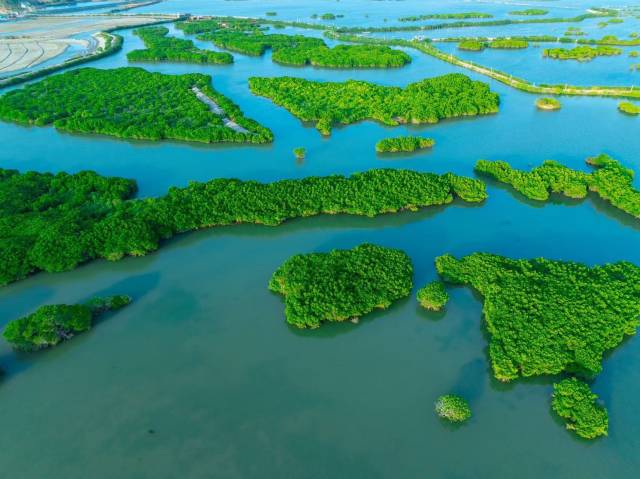 20年来，通过生态保护，湛江红树林保护区的鸟类和底栖生物都越来越多，红树林面积也逐渐增大。（蓝东旭 摄）